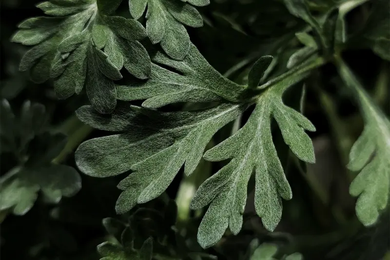 Absinthe en fête